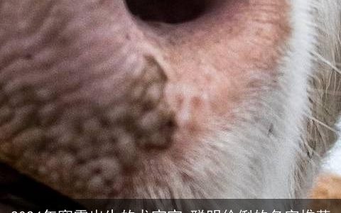 2024年寒露出生的龙宝宝,聪明伶俐的名字推荐